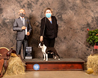 Boston Terrier #5 Sun SD Judge Tim Catterson