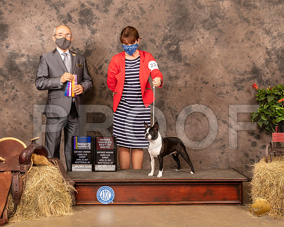 Boston Terrier #22 Sun BOB Maj Judge Tim Catterson_MMJ_1348_NWAKC21-HR3