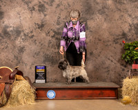 Cairn Terrier #17 Sun BOB Judge Peggy Biesel McIlwaine