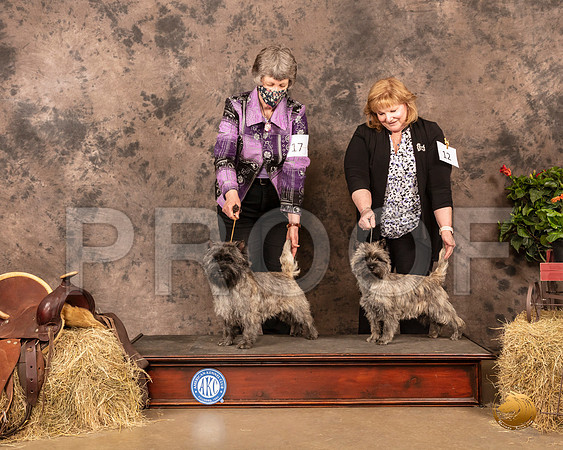 Cairn Terriers 17 12 Sun_MMJ_1388_NWAKC21-HR3