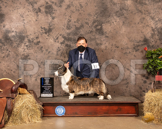 Cargdigan Welsh Corgi #11 Sun BOW Judge Dr Donald Gill_MMJ_1304_NWAKC21-HR3