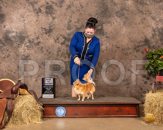 Chihuahua Long Coat #19 Sun BOV Judge Dr Troy Clifford Durgin_MMJ_1358_NWAKC21-HR3