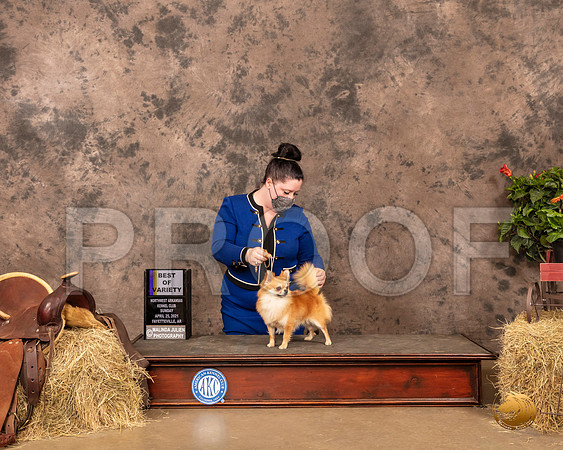 Chihuahua Long Coat #19 Sun BOV Judge Dr Troy Clifford Durgin_MMJ_1359_NWAKC21-HR3
