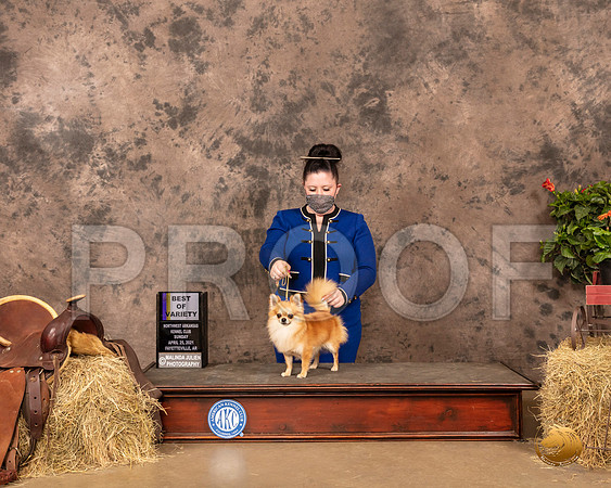 Chihuahua Long Coat #19 Sun BOV Judge Dr Troy Clifford Durgin_MMJ_1360_NWAKC21-HR3