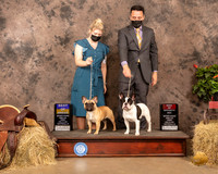 French Bulldogs 6 5 Sun WB BOS Judge Tim Catterson