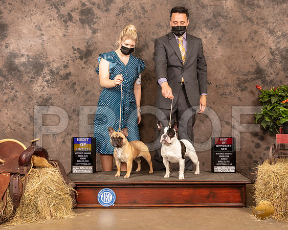 French Bulldogs 6 5 Sun WB BOS Judge Tim Catterson_MMJ_1413_NWAKC21-HR3