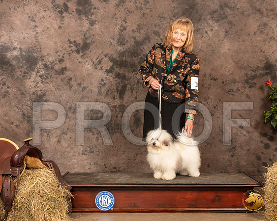 Havanese #10 Sun BOB Maj Judge Dr Troy Clifford Durgin_MMJ_1309_NWAKC21-HR3