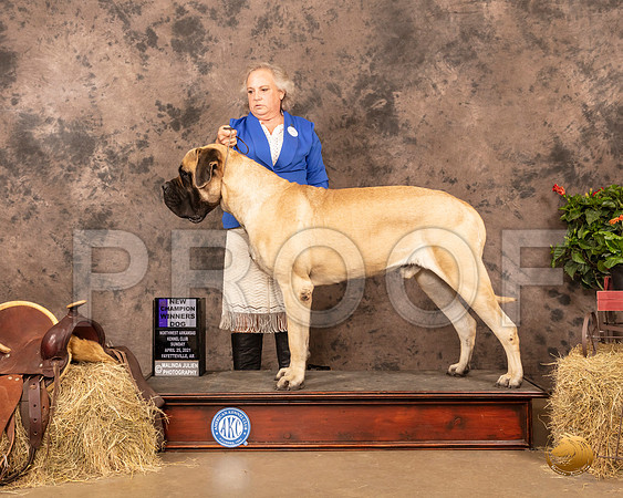 Mastiff #5 Sun WD Judge John Schoeneman_MMJ_1418_NWAKC21-HR3