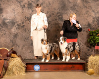 Minature American Shepherd 12 20 Sun
