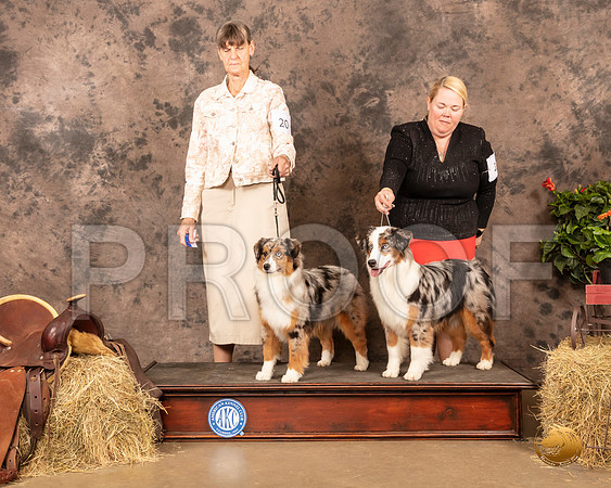 Minature American Shepherd 12 20 Sun_MMJ_1337_NWAKC21-HR3