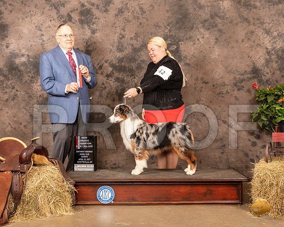 Miniature American Shepherd #12 Sun BOS NGrCh Judge Dr Donald Gill_MMJ_1325_NWAKC21-HR3