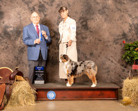 Miniature American Shepherd #20 Sun BOW Judge Dr Donald Gill