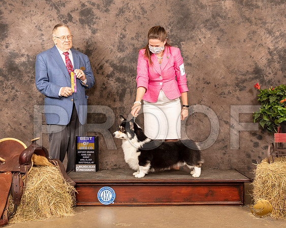 Pembroke Welsh Corgi #19 Sun BOB Judge Dr Donald Gill_MMJ_1322_NWAKC21-HR3