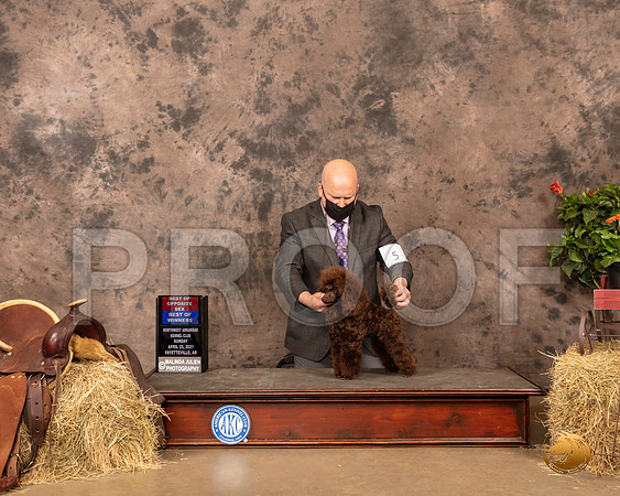 Poodle Toy #5 Sun BOS BOW Judge Dr Troy Clifford Dugin_MMJ_1343_NWAKC21-HR3