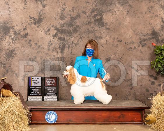 Cocker Spaniel Parti #8 Sun BVMaj Judge Peggy Biesel McIlwaine_MMJ_1435_NWAKC21-HR3