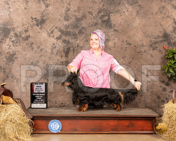 Dachshund Longhaired #7 Sun BOS Maj Judge Tim Catterson_MMJ_1454_NWAKC21-HR3