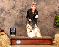 Shih Tzu #9 Sun WDBOS Judge Dr Troy Clifford Dargin