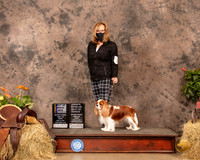 Cavalier King Charles Spaniel #17 Sun BOB Judge Dr Troy Clifford Durgin