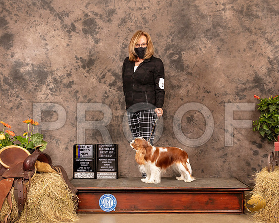 Cavalier King Charles Spaniel #17 Sun BOB Judge Dr Troy Clifford Durgin_MMJ_1546_NWAKC21-HR3