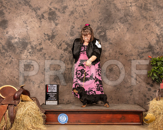 Dachshund Wire #25 Sun BOS Judge Tim Catterson_MMJ_1523_NWAKC21-HR3