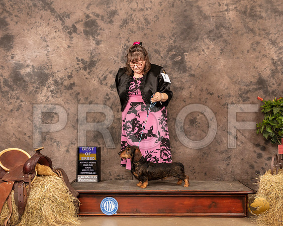 Dachshund Wire #9 Sun Judge Tim Catterson_MMJ_1520_NWAKC21-HR3