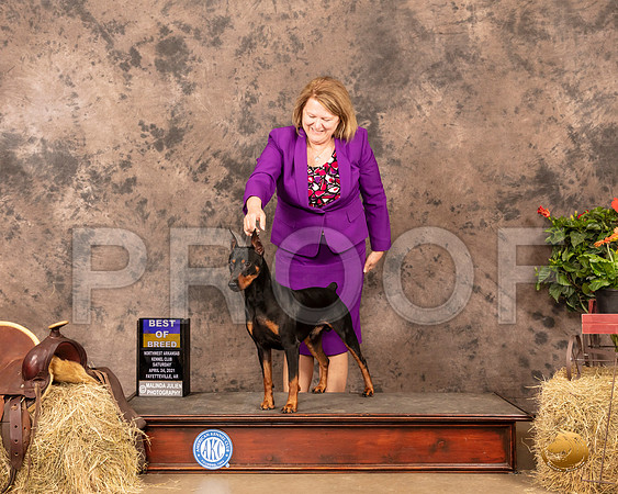 German Pinscher #5 Sat BOB Judge Dr Donald Gill 2_MMJ_1408_NWAKC21-HR3