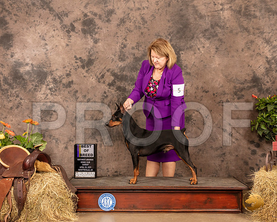 German Pinscher #5 Sun BOB Judge Dr Donald Gill 3_MMJ_1556_NWAKC21-HR3