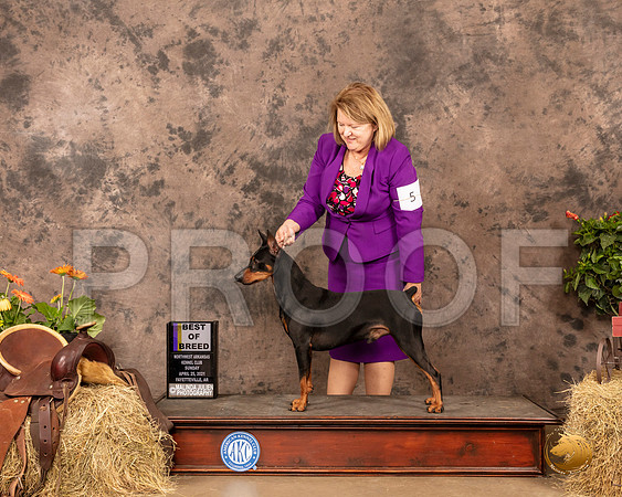 German Pinscher #5 Sun BOB Judge Dr Donald Gill 3_MMJ_1557_NWAKC21-HR3