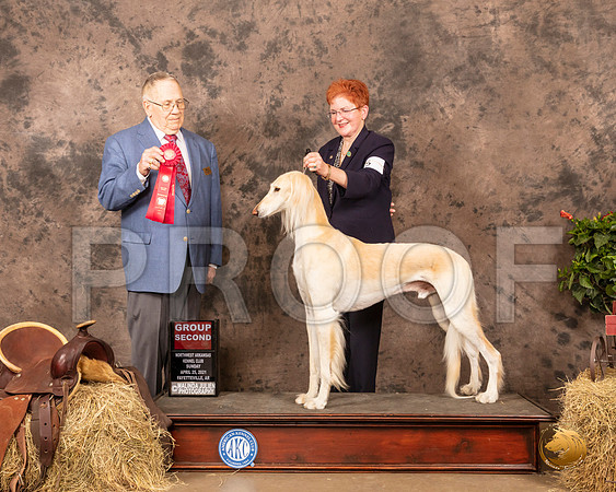 Saluki #5 Sun G2 Judge Dr Donald Gill_MMJ_1511_NWAKC21-HR3