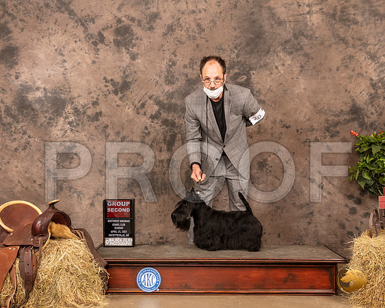 Scottish Terrier #20 Sun G2 Judge Dr Troy Clifford Durgin_MMJ_1527_NWAKC21-HR3