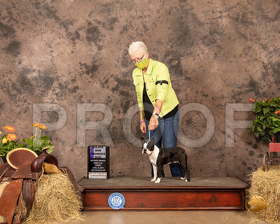 Boston Terrier #15 Sun WD Maj Judge Tim Catterson_MMJ_1719_NWAKC21-HR3