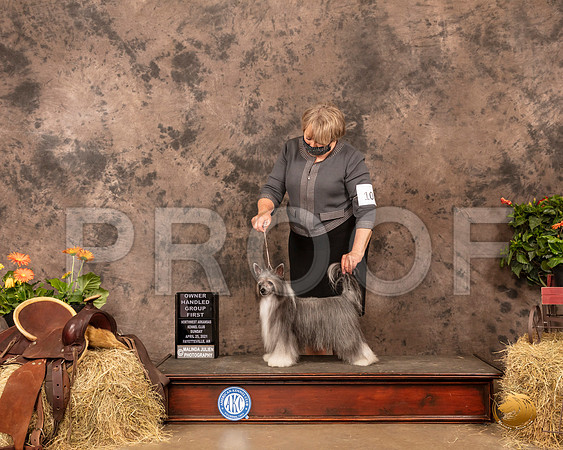 Chinese Crested #10 Sun Peggy Beisel McIlwaine_MMJ_1726_NWAKC21-HR3