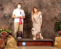 Chinese Crested #11 Sun G2 Judge Dr Troy Clifford Durgin