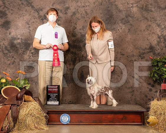 Chinese Crested #11 Sun G2 Judge Dr Troy Clifford Durgin_MMJ_1560_NWAKC21-HR3