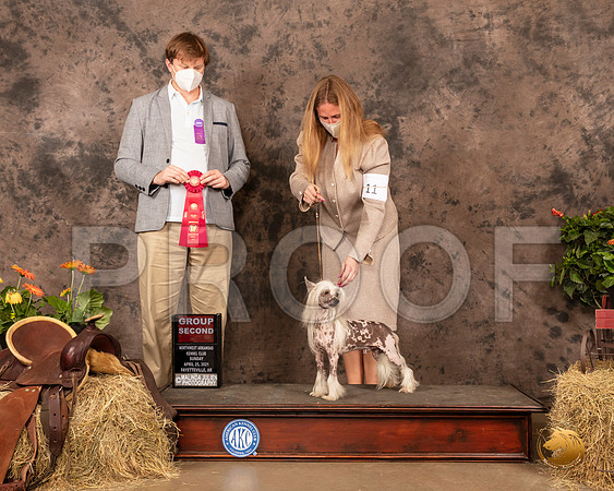 Chinese Crested #11 Sun G2 Judge Dr Troy Clifford Durgin_MMJ_1562_NWAKC21-HR3