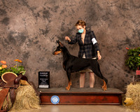 Doberman Pinscher #28 Sun G4 Judge Peggy Biesel McIlwaine