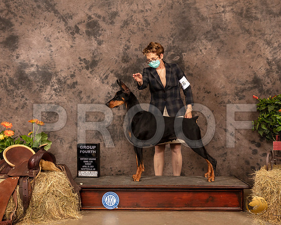 Doberman Pinscher #28 Sun G4 Judge Peggy Biesel McIlwaine_MMJ_1594_NWAKC21-HR3