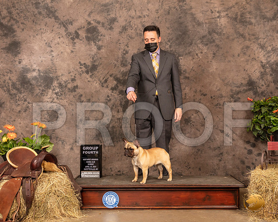 French Bulldog #10 Sun G4 Judge John Schoeneman_MMJ_1673_NWAKC21-HR3