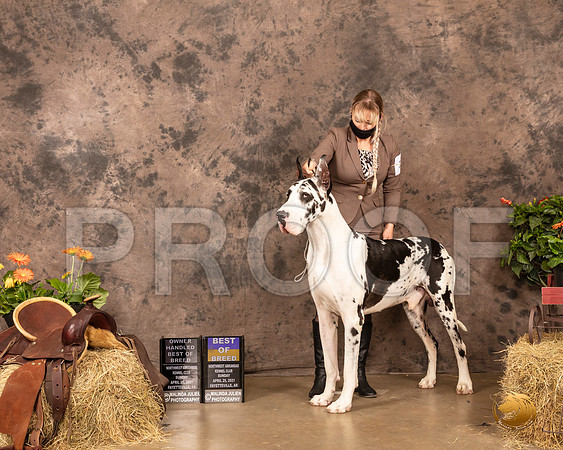 Great Dane #17 Sun BOB OHBOB Judge John Schoeneman_MMJ_1708_NWAKC21-HR3