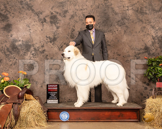 Great Pyrenees #5 Sun G2 Judge Peggy Biesel McIlwaine_MMJ_1685_NWAKC21-HR3