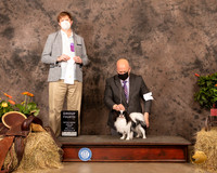 Japanese Chin #21 Sun G4 Judge Dr Troy Clifford Durgin