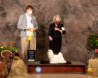 Maltese #5 Sun G3 Judge Dr Troy Clifford Durgin