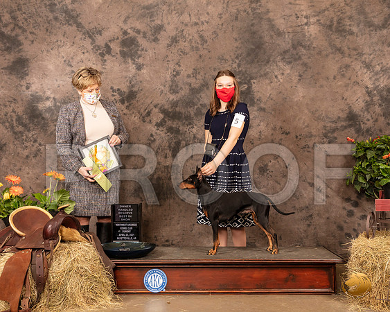 Manchester Terrier #5 Sun OHRBIS Judge Peggy Biesel McIlwaine_MMJ_1706_NWAKC21-HR3