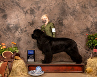 Newfoundland #5 Sun G1 Judge Peggy Biesel McIlwaine