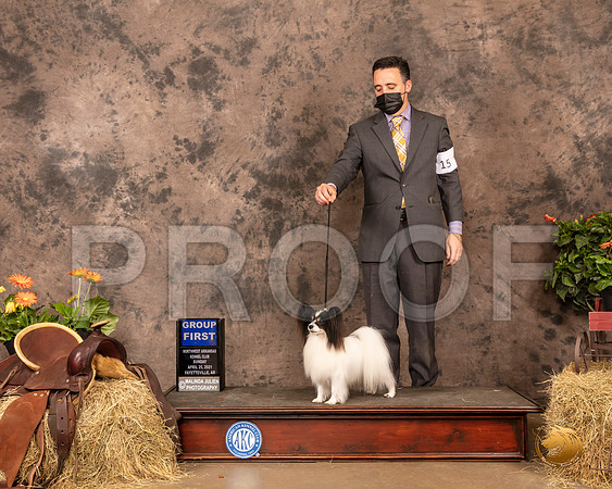 Papillon #15 Sun G1 Judge Dr Troy Clifford Durgin_MMJ_1659_NWAKC21-HR3