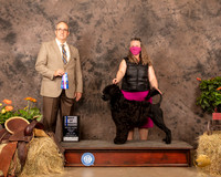 Portuguese Water Dog #6 Sun BOW Judge John Schoeneman