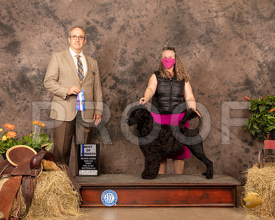 Portuguese Water Dog #6 Sun BOW Judge John Schoeneman_MMJ_1624_NWAKC21-HR3