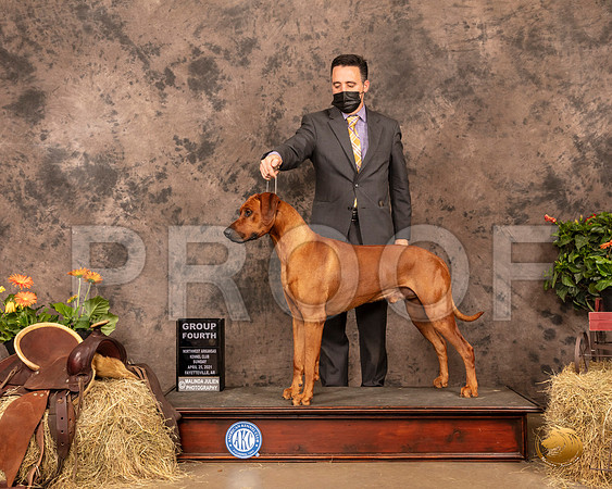 Rhodesian Ridgeback #19 Sun G4 Judge Dr Donald Gill_MMJ_1678_NWAKC21-HR3