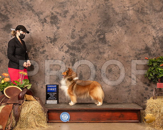 Shetland Sheepdog #6 G1 Judge Peggy Biesel McIlwaine_MMJ_1651_NWAKC21-HR3
