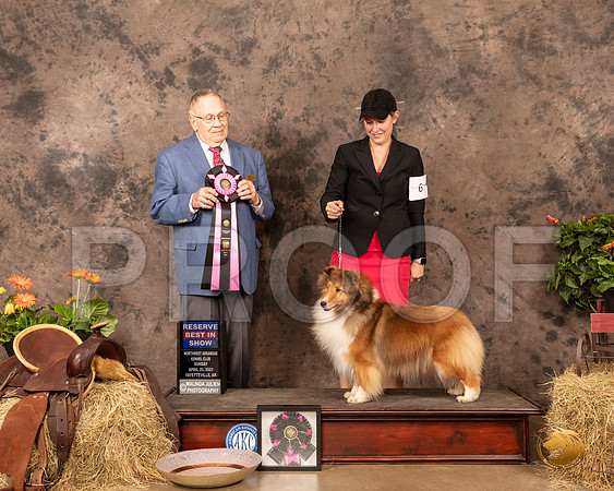 Shetland Sheepdog #6 Sun RBIS Judge Dr Donald Gill_MMJ_1636_NWAKC21-HR3